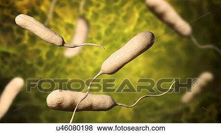 Stock Photo - Vibrio vulnificus bacteria, computer illustration. This Gram-negative rod- shaped motile bacteria is found in sea water. It can cause disease if ingested in contaminated seafood, or if an open wound is exposed to contaminated water. In healthy.... Fotosearch