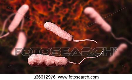 Vibrio vulnificus bacteria, computer illustration. This Gram-negative rod- shaped motile bacteria is found in sea water. It can cause disease if ingested in contaminated seafood, or if an open wound is exposed to contaminated water. In healthy... View Large Photo Image Stock Photograph - Vibrio vulnificus bacteria, computer illustration. This Gram-negative rod- shaped motile bacteria is found in sea water. It can cause disease if ingested in contaminated seafood, or if an open wound is exposed to contaminated water. In healthy.... Fotosearch