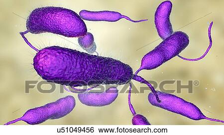 Stock Photograph - Vibrio vulnificus bacteria, computer illustration. This Gram-negative rod- shaped motile bacteria is found in sea water. It can cause disease if ingested in contaminated seafood, or if an open wound is exposed to contaminated water. In healthy.... Fotosearch