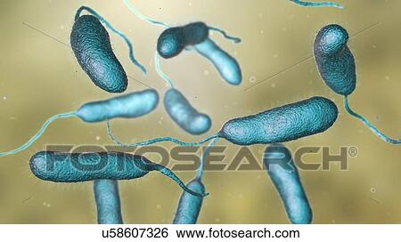 Stock Photograph - Vibrio vulnificus bacteria, computer illustration. This Gram-negative rod- shaped motile bacteria is found in sea water. It can cause disease if ingested in contaminated seafood, or if an open wound is exposed to contaminated water. In healthy.... Fotosearch