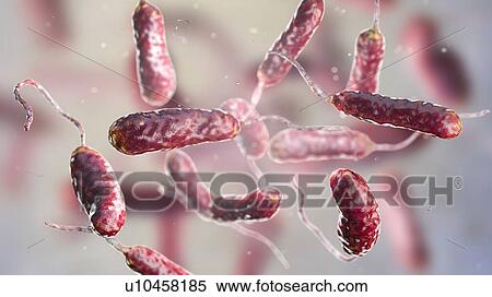 Stock Photography - Vibrio vulnificus bacteria, computer illustration. This Gram-negative rod- shaped motile bacteria is found in sea water. It can cause disease if ingested in contaminated seafood, or if an open wound is exposed to contaminated water. In healthy.... Fotosearch