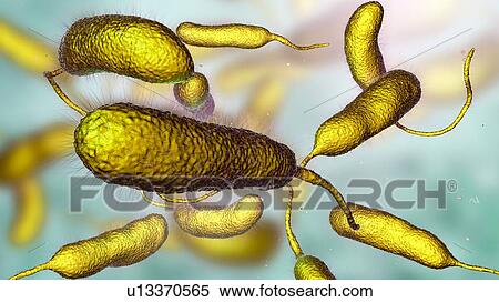 Stock Photography - Vibrio vulnificus bacteria, computer illustration. This Gram-negative rod- shaped motile bacteria is found in sea water. It can cause disease if ingested in contaminated seafood, or if an open wound is exposed to contaminated water. In healthy.... Fotosearch