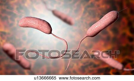 Vibrio vulnificus bacteria, computer illustration. This Gram-negative rod- shaped motile bacteria is found in sea water. It can cause disease if ingested in contaminated seafood, or if an open wound is exposed to contaminated water. In healthy... View Large Photo Image Stock Photography - Vibrio vulnificus bacteria, computer illustration. This Gram-negative rod- shaped motile bacteria is found in sea water. It can cause disease if ingested in contaminated seafood, or if an open wound is exposed to contaminated water. In healthy.... Fotosearch