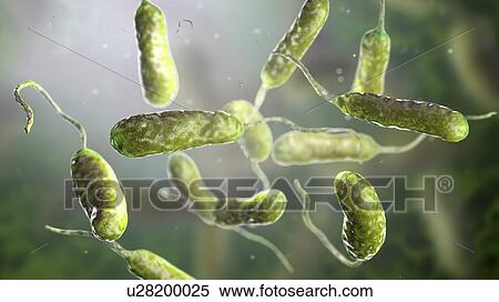 Vibrio vulnificus bacteria, computer illustration. This Gram-negative rod- shaped motile bacteria is found in sea water. It can cause disease if ingested in contaminated seafood, or if an open wound is exposed to contaminated water. In healthy... View Large Photo Image Stock Photography - Vibrio vulnificus bacteria, computer illustration. This Gram-negative rod- shaped motile bacteria is found in sea water. It can cause disease if ingested in contaminated seafood, or if an open wound is exposed to contaminated water. In healthy.... Fotosearch