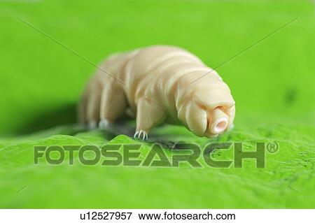 Stock Photo - Water bear, computer illustration.. Fotosearch
