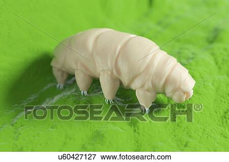Stock Photo - Water bear, computer illustration.. Fotosearch