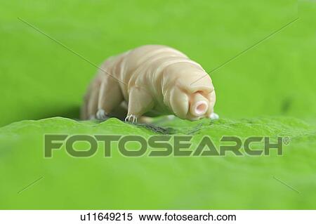 Stock Photography - Water bear, computer illustration.. Fotosearch