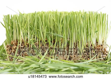 Wheat grass. View Large Photo Image Stock Image - Wheat grass.. Fotosearch
