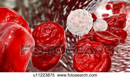 Stock Photography - White blood cell with red blood cells, computer illustration. White blood cells (leucocytes) are rounded cells with microvilli projections from the cell surface. These microvilli may assist in cell motility. Lymphocytes are involved in the immune.... Fotosearch