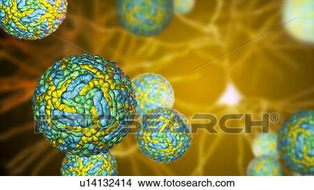 Zika viruses, computer illustration. This is an RNA (ribonucleic acid) virus from the Flaviviridae family. It is transmitted to humans via the bite of an infected Aedes sp. mosquito. It causes zika fever, a mild disease with symptoms including rash,... View Large Photo Image Picture - Zika viruses, computer illustration. This is an RNA (ribonucleic acid) virus from the Flaviviridae family. It is transmitted to humans via the bite of an infected Aedes sp. mosquito. It causes zika fever, a mild disease with symptoms including rash,.... Fotosearch