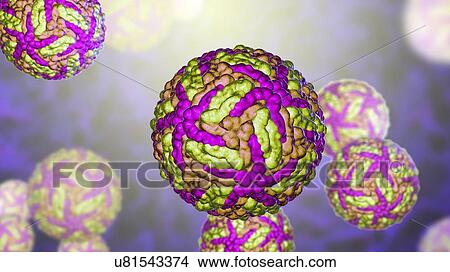 Zika viruses, computer illustration. This is an RNA (ribonucleic acid) virus from the Flaviviridae family. It is transmitted to humans via the bite of an infected Aedes sp. mosquito. It causes zika fever, a mild disease with symptoms including rash,... View Large Photo Image Picture - Zika viruses, computer illustration. This is an RNA (ribonucleic acid) virus from the Flaviviridae family. It is transmitted to humans via the bite of an infected Aedes sp. mosquito. It causes zika fever, a mild disease with symptoms including rash,.... Fotosearch