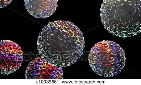 Stock Image - Zika viruses, computer illustration. This is an RNA (ribonucleic acid) virus from the Flaviviridae family. It is transmitted to humans via the bite of an infected Aedes sp. mosquito. It causes zika fever, a mild disease with symptoms including rash,.... Fotosearch