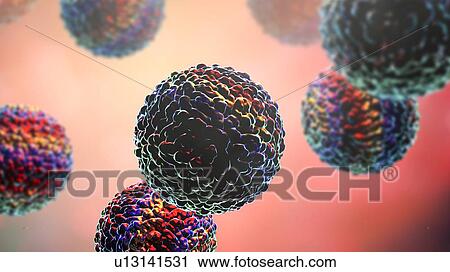 Stock Image - Zika viruses, computer illustration. This is an RNA (ribonucleic acid) virus from the Flaviviridae family. It is transmitted to humans via the bite of an infected Aedes sp. mosquito. It causes zika fever, a mild disease with symptoms including rash,.... Fotosearch