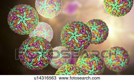 Zika viruses, computer illustration. This is an RNA (ribonucleic acid) virus from the Flaviviridae family. It is transmitted to humans via the bite of an infected Aedes sp. mosquito. It causes zika fever, a mild disease with symptoms including rash,... View Large Photo Image Stock Image - Zika viruses, computer illustration. This is an RNA (ribonucleic acid) virus from the Flaviviridae family. It is transmitted to humans via the bite of an infected Aedes sp. mosquito. It causes zika fever, a mild disease with symptoms including rash,.... Fotosearch