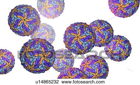 Stock Image - Zika viruses, computer illustration. This is an RNA (ribonucleic acid) virus from the Flaviviridae family. It is transmitted to humans via the bite of an infected Aedes sp. mosquito. It causes zika fever, a mild disease with symptoms including rash,.... Fotosearch