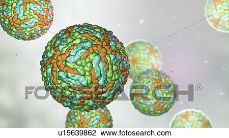 Stock Image - Zika viruses, computer illustration. This is an RNA (ribonucleic acid) virus from the Flaviviridae family. It is transmitted to humans via the bite of an infected Aedes sp. mosquito. It causes zika fever, a mild disease with symptoms including rash,.... Fotosearch