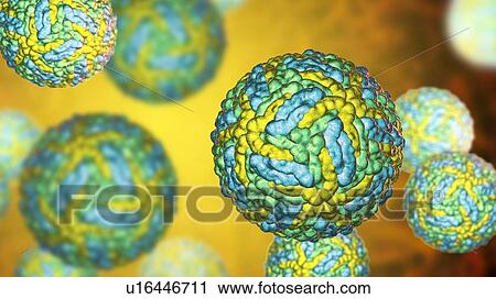 Stock Image - Zika viruses, computer illustration. This is an RNA (ribonucleic acid) virus from the Flaviviridae family. It is transmitted to humans via the bite of an infected Aedes sp. mosquito. It causes zika fever, a mild disease with symptoms including rash,.... Fotosearch
