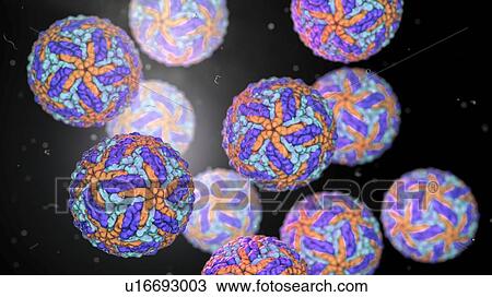 Stock Image - Zika viruses, computer illustration. This is an RNA (ribonucleic acid) virus from the Flaviviridae family. It is transmitted to humans via the bite of an infected Aedes sp. mosquito. It causes zika fever, a mild disease with symptoms including rash,.... Fotosearch