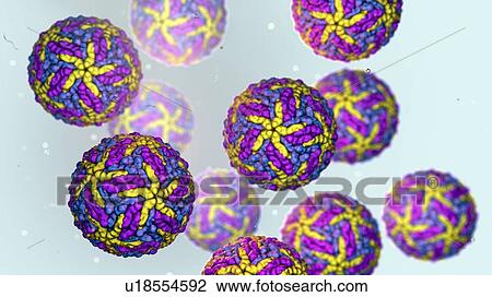 Stock Image - Zika viruses, computer illustration. This is an RNA (ribonucleic acid) virus from the Flaviviridae family. It is transmitted to humans via the bite of an infected Aedes sp. mosquito. It causes zika fever, a mild disease with symptoms including rash,.... Fotosearch