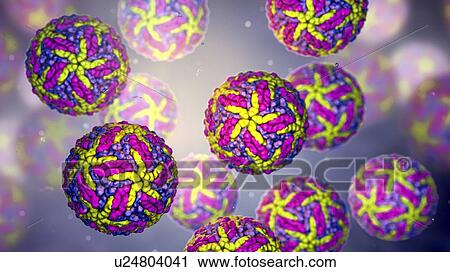 Stock Image - Zika viruses, computer illustration. This is an RNA (ribonucleic acid) virus from the Flaviviridae family. It is transmitted to humans via the bite of an infected Aedes sp. mosquito. It causes zika fever, a mild disease with symptoms including rash,.... Fotosearch