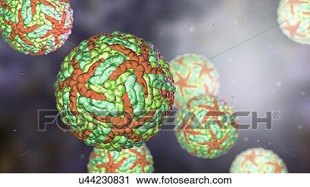 Stock Image - Zika viruses, computer illustration. This is an RNA (ribonucleic acid) virus from the Flaviviridae family. It is transmitted to humans via the bite of an infected Aedes sp. mosquito. It causes zika fever, a mild disease with symptoms including rash,.... Fotosearch