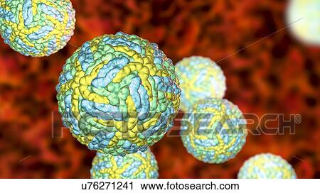 Zika viruses, computer illustration. This is an RNA (ribonucleic acid) virus from the Flaviviridae family. It is transmitted to humans via the bite of an infected Aedes sp. mosquito. It causes zika fever, a mild disease with symptoms including rash,... View Large Photo Image Stock Image - Zika viruses, computer illustration. This is an RNA (ribonucleic acid) virus from the Flaviviridae family. It is transmitted to humans via the bite of an infected Aedes sp. mosquito. It causes zika fever, a mild disease with symptoms including rash,.... Fotosearch