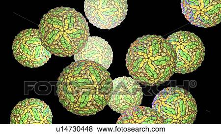Stock Photo - Zika viruses, computer illustration. This is an RNA (ribonucleic acid) virus from the Flaviviridae family. It is transmitted to humans via the bite of an infected Aedes sp. mosquito. It causes zika fever, a mild disease with symptoms including rash,.... Fotosearch