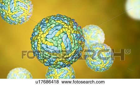 Stock Photo - Zika viruses, computer illustration. This is an RNA (ribonucleic acid) virus from the Flaviviridae family. It is transmitted to humans via the bite of an infected Aedes sp. mosquito. It causes zika fever, a mild disease with symptoms including rash,.... Fotosearch