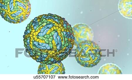Zika viruses, computer illustration. This is an RNA (ribonucleic acid) virus from the Flaviviridae family. It is transmitted to humans via the bite of an infected Aedes sp. mosquito. It causes zika fever, a mild disease with symptoms including rash,... View Large Photo Image Stock Photo - Zika viruses, computer illustration. This is an RNA (ribonucleic acid) virus from the Flaviviridae family. It is transmitted to humans via the bite of an infected Aedes sp. mosquito. It causes zika fever, a mild disease with symptoms including rash,.... Fotosearch