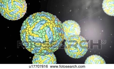 Zika viruses, computer illustration. This is an RNA (ribonucleic acid) virus from the Flaviviridae family. It is transmitted to humans via the bite of an infected Aedes sp. mosquito. It causes zika fever, a mild disease with symptoms including rash,... View Large Photo Image Stock Photograph - Zika viruses, computer illustration. This is an RNA (ribonucleic acid) virus from the Flaviviridae family. It is transmitted to humans via the bite of an infected Aedes sp. mosquito. It causes zika fever, a mild disease with symptoms including rash,.... Fotosearch