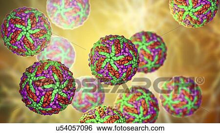 Zika viruses, computer illustration. This is an RNA (ribonucleic acid) virus from the Flaviviridae family. It is transmitted to humans via the bite of an infected Aedes sp. mosquito. It causes zika fever, a mild disease with symptoms including rash,... View Large Photo Image Stock Photograph - Zika viruses, computer illustration. This is an RNA (ribonucleic acid) virus from the Flaviviridae family. It is transmitted to humans via the bite of an infected Aedes sp. mosquito. It causes zika fever, a mild disease with symptoms including rash,.... Fotosearch