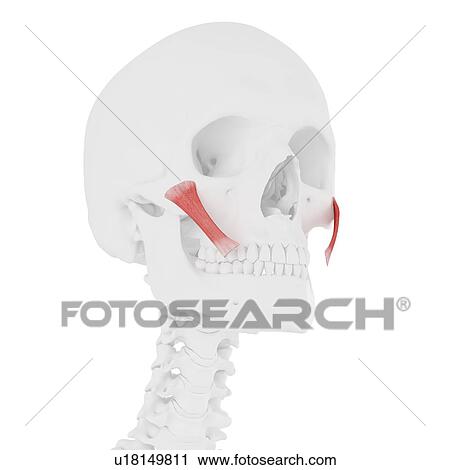 Zygomaticus major muscle, computer illustration. View Large Photo Image Stock Image - Zygomaticus major muscle, computer illustration.. Fotosearch