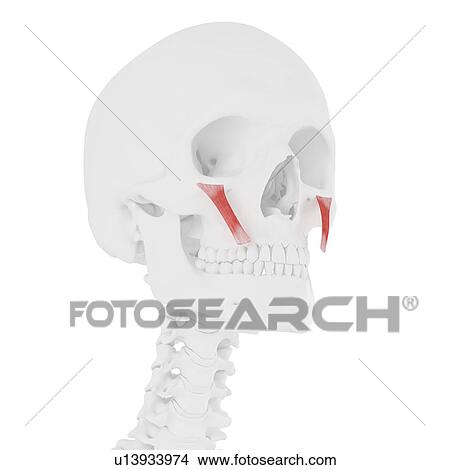 Zygomaticus minor muscle, computer illustration. View Large Photo Image Picture - Zygomaticus minor muscle, computer illustration.. Fotosearch