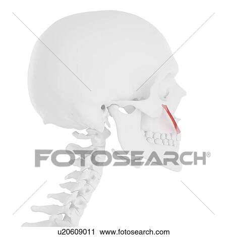 Zygomaticus minor muscle, computer illustration. View Large Photo Image Stock Image - Zygomaticus minor muscle, computer illustration.. Fotosearch