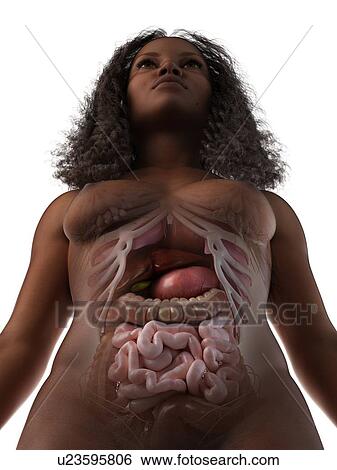 Stock Photograph - Abdominal anatomy, illustration. Fotosearch
