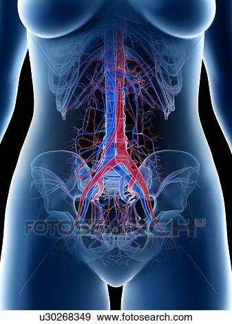 Stock Photo - Abdominal blood vessels, illustration. Fotosearch