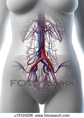 Stock Photograph - Abdominal blood vessels, illustration. Fotosearch