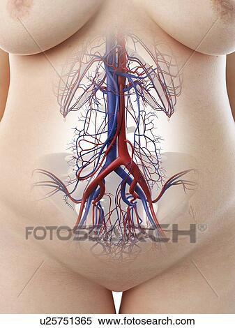 Abdominal blood vessels, illustration View Large Photo Image Stock Photography - Abdominal blood vessels, illustration. Fotosearch