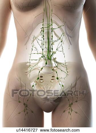 Stock Photo - Abdominal lymph nodes, illustration. Fotosearch