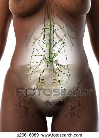 Abdominal lymph nodes, illustration View Large Photo Image Stock Photo - Abdominal lymph nodes, illustration. Fotosearch