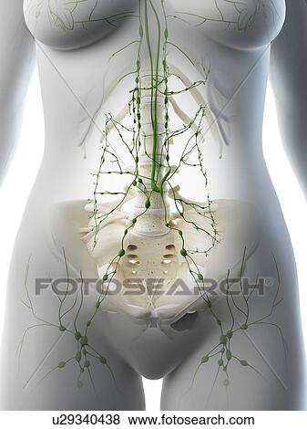 Abdominal lymph nodes, illustration View Large Photo Image Stock Photo - Abdominal lymph nodes, illustration. Fotosearch
