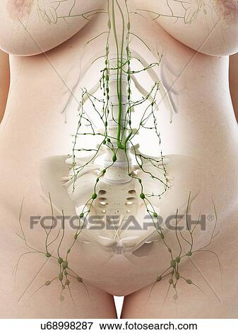 Stock Photo - Abdominal lymph nodes, illustration. Fotosearch