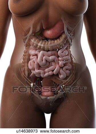 Abdominal organs, illustration View Large Photo Image Stock Image - Abdominal organs, illustration. Fotosearch