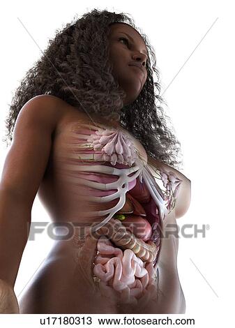 Stock Image - Abdominal organs, illustration. Fotosearch