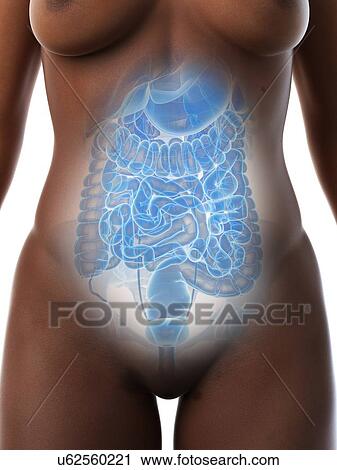 Abdominal organs, illustration View Large Photo Image Stock Image - Abdominal organs, illustration. Fotosearch