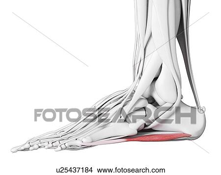 Picture - Abductus digiti minimi muscle, illustration. Fotosearch