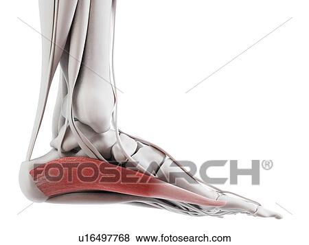 Abductus hallucis muscle, illustration View Large Photo Image Stock Photo - Abductus hallucis muscle, illustration. Fotosearch
