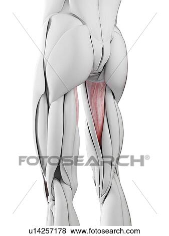 Stock Photo - Abductus magnus muscle, illustration. Fotosearch