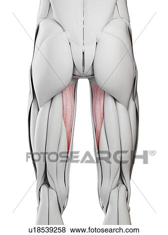 Stock Photo - Abductus magnus muscle, illustration. Fotosearch