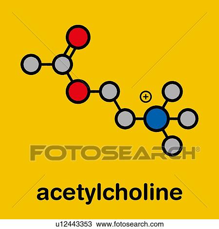Stock Image - Acetylchloline neurotransmitter molecule, illustration. Fotosearch